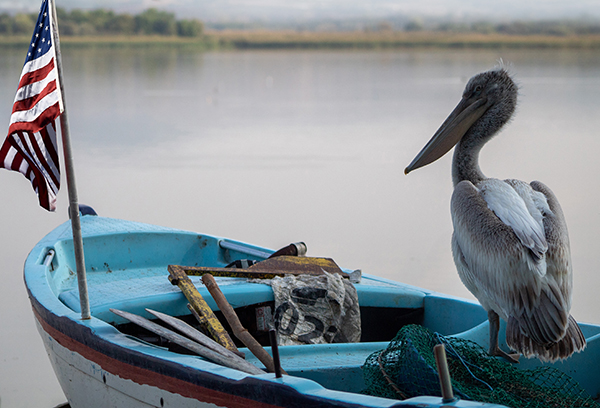 Long-beaked pelican captain watching the Choctawhatchee Bay on a blue boat, close-up, selective focus
